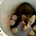 fat ball pine marten.jpg