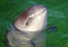 harbour-porpoise-e1403802518404.jpg