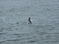 20220122_150517.jpg 20220122_150517.jpg