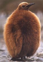 king-penguin-chick.jpg