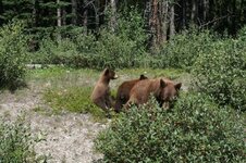 Bear and cubs4.jpg