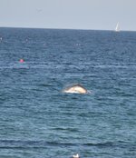 dolphin 1.JPG