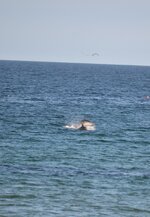 dolphin.JPG