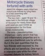 ants.jpg