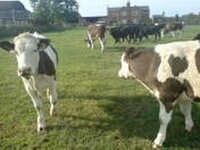 Cows.jpg