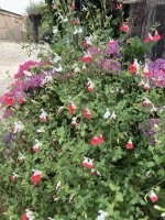 IMG_6403.jpeg