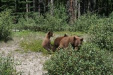 Bear and cubs4.jpg Bear and cubs4.jpg