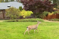 IMG_7870.jpeg