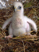 Golden Eagle 5wk old 070530.jpg