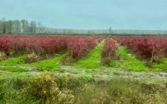 IMG_2570.jpeg
