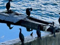 IMG_9147.jpeg