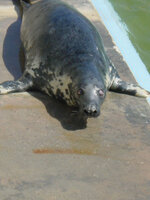 seal.jpg