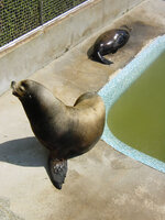 seals.jpg