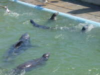 moreseals.jpg