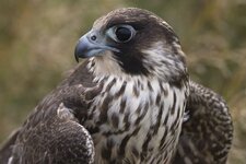 peregrine.jpg