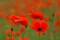 poppy.jpg
