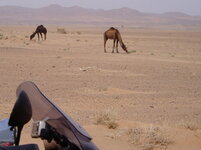 camel.JPG