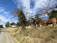 IMG_3635.jpeg