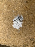 IMG_4508.jpeg IMG_4508.jpeg