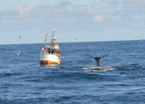 sperm whales taking halibut off longlines.jpg