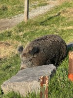 IMG_4353.jpeg