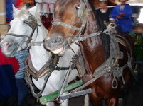 horses in medina.JPG