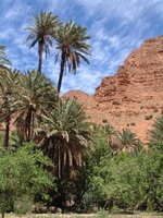 palms.JPG
