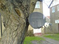 Squirrel TV.jpg