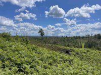 chobham ridge_5.jpg