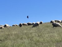 IMG_7206.jpeg