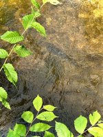 IMG_4852.jpeg