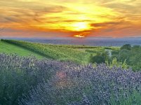 IMG_4932.jpeg