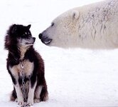 white_bear_and_dog.jpg