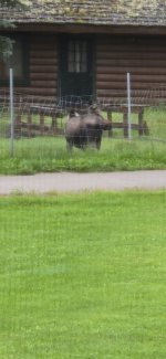 Moose.JPG