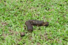 dog_poop_color_chart_normal_dog_poop_3015_0_600.jpg