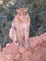 Monkey 2.jpg