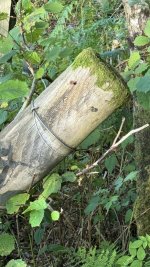 IMG_6586.jpeg