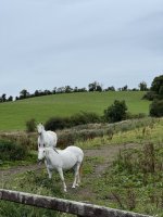 IMG_6600.jpeg