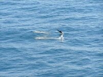dolphin.jpg