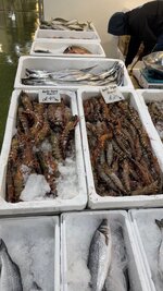 IMG_0592.jpeg