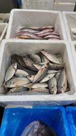 IMG_0597.jpeg