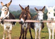 rescueddonkeys.jpg