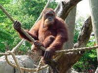 orangutang.jpg