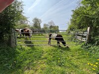 IMG_0198.jpeg