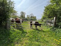 IMG_0199.jpeg