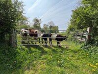 IMG_0200.jpeg