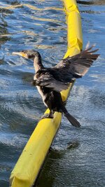 IMG_1546.jpeg