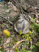 IMG_0228.jpeg