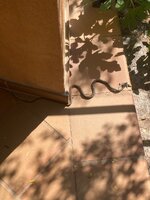 IMG_8921.jpeg IMG_8921.jpeg