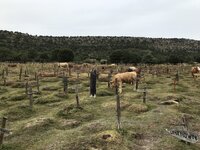 IMG_2633.jpeg